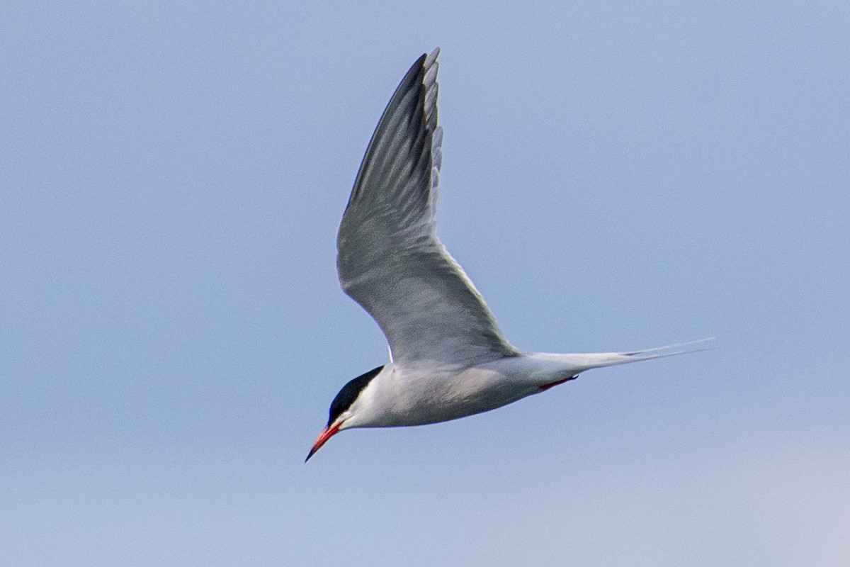 Common Tern - ML620302799