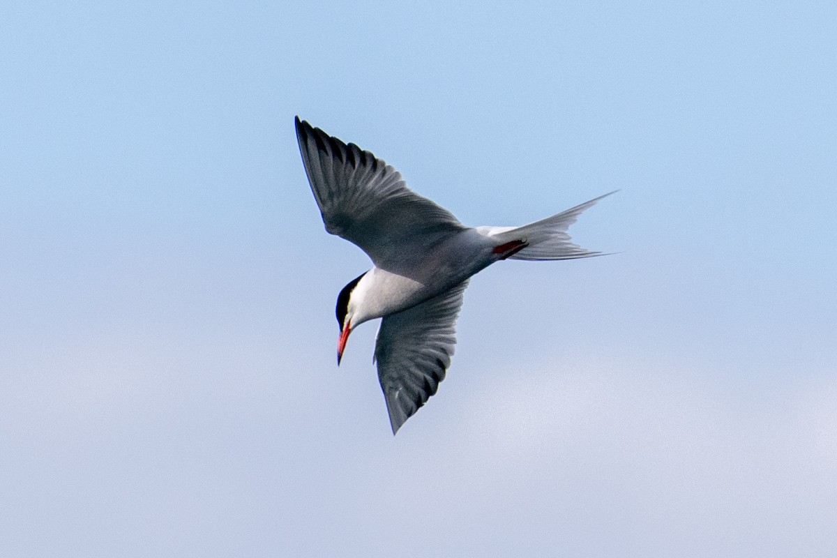 Common Tern - ML620302800