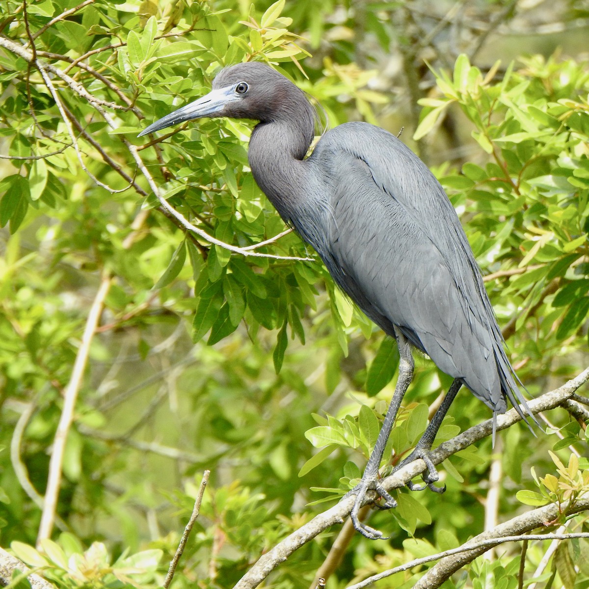 Little Blue Heron - ML620302813