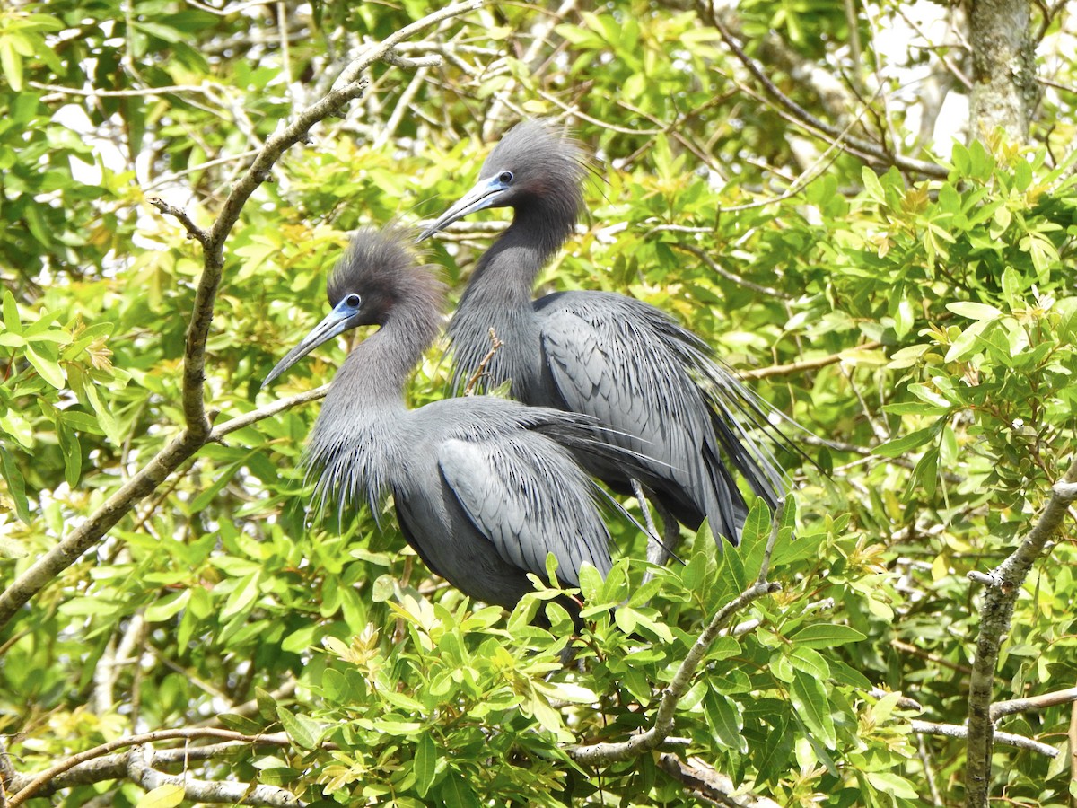 Little Blue Heron - ML620302814