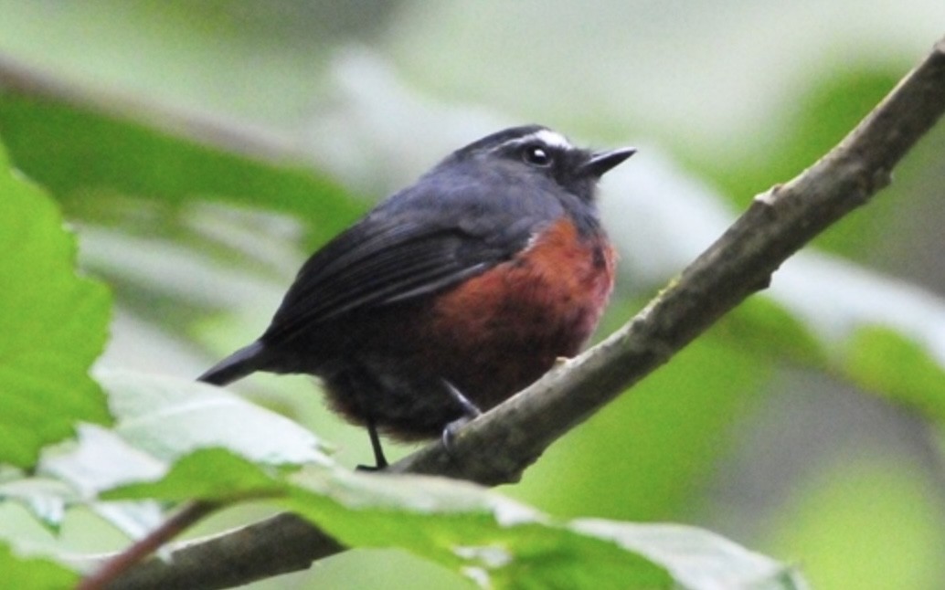 Chestnut-bellied Chat-Tyrant - ML620302817