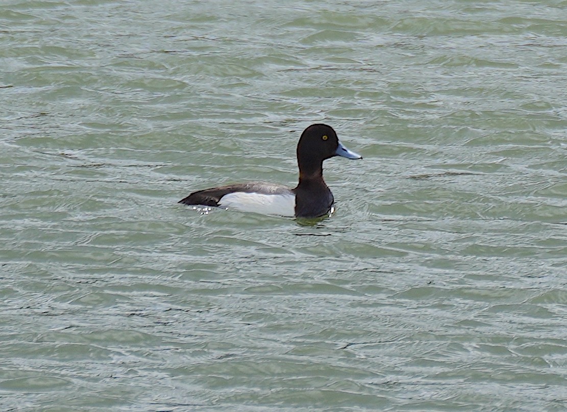 Greater Scaup - ML620302819