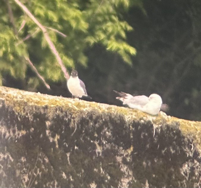 Franklin's Gull - ML620302821