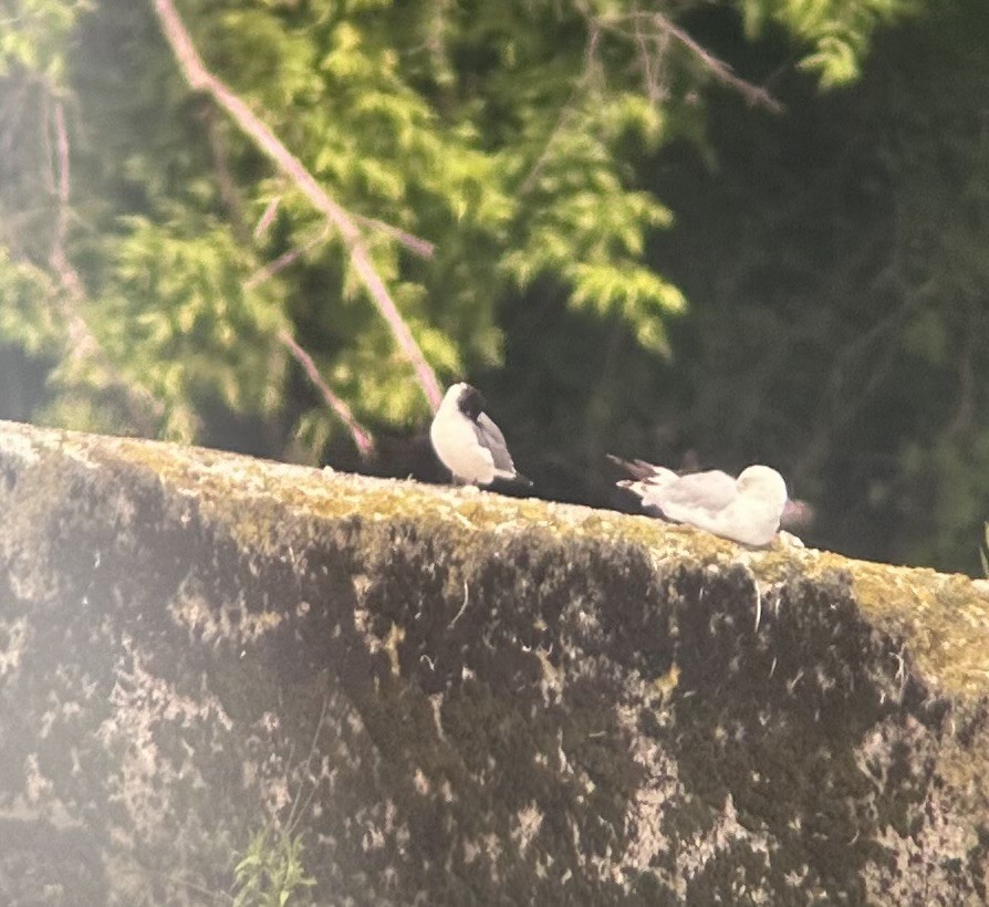 Franklin's Gull - ML620302824