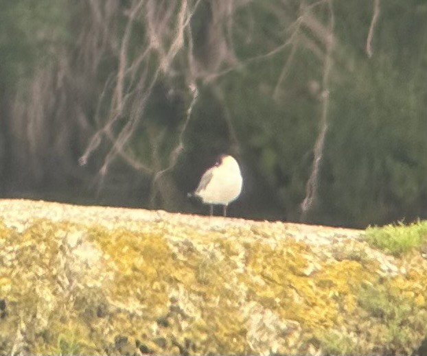 Franklin's Gull - ML620302826