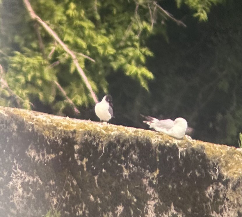 Franklin's Gull - ML620302827