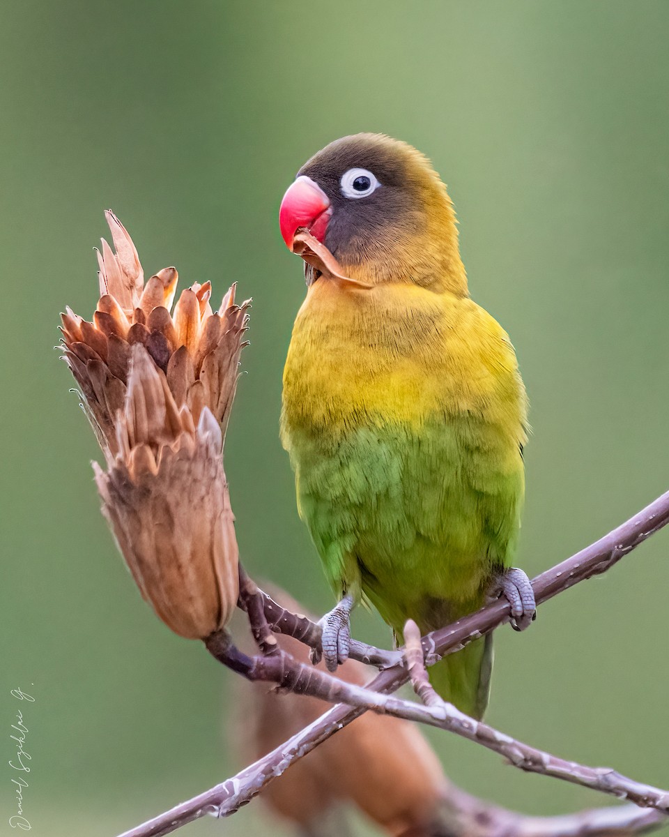 Yellow-collared Lovebird - ML620302831