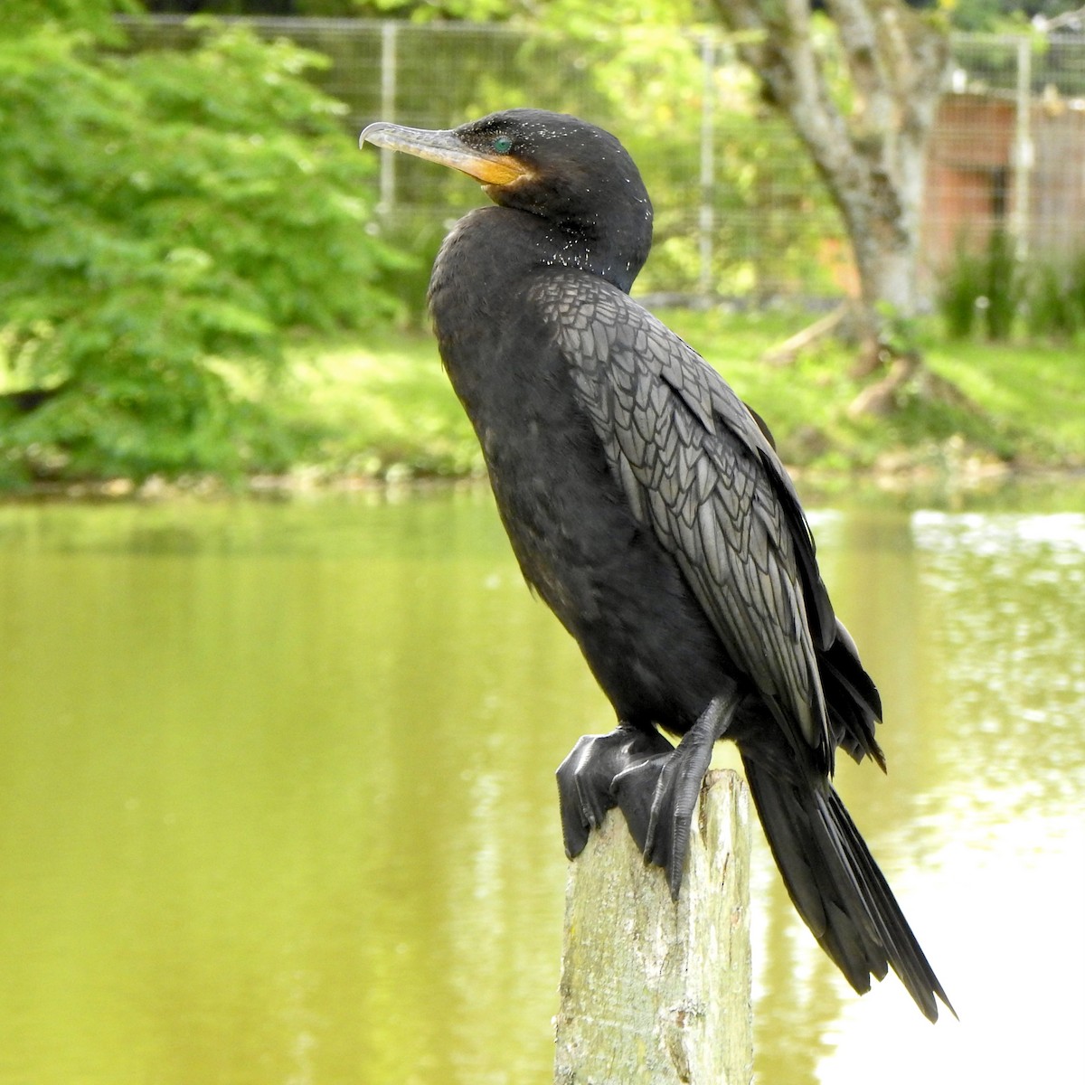 Neotropic Cormorant - ML620302838