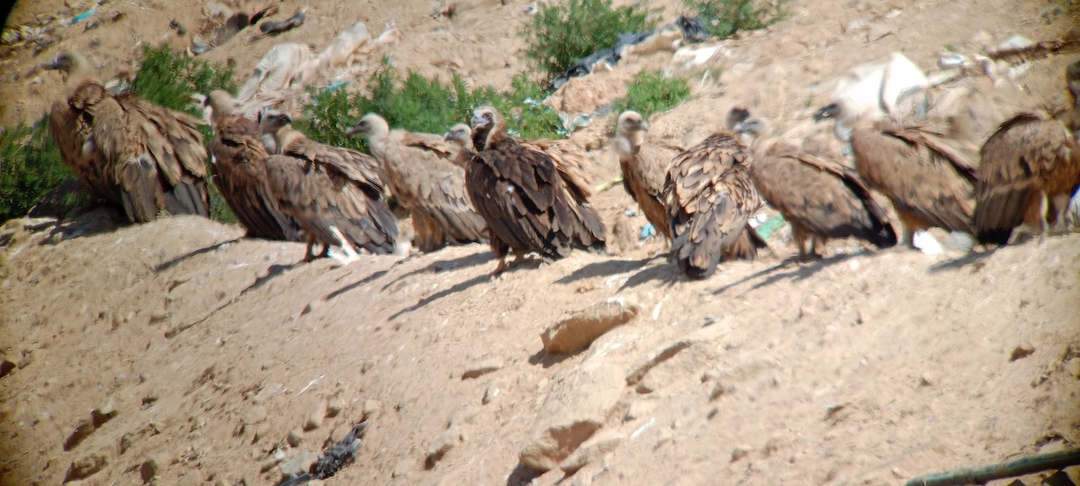 Cinereous Vulture - ML620302839