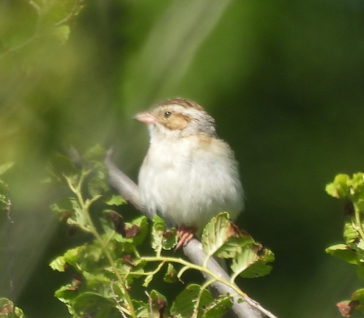 Clay-colored Sparrow - ML620302841