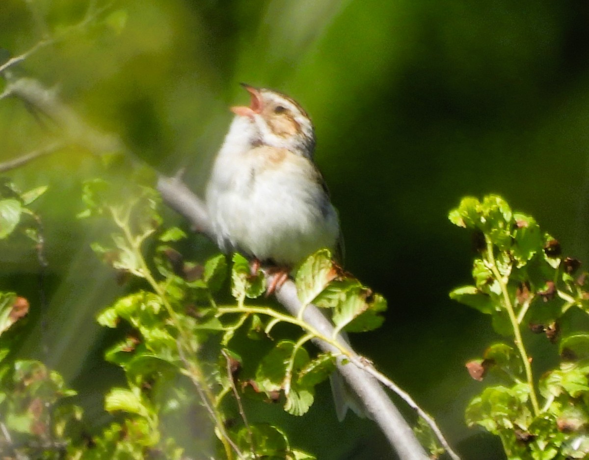 Clay-colored Sparrow - ML620302842