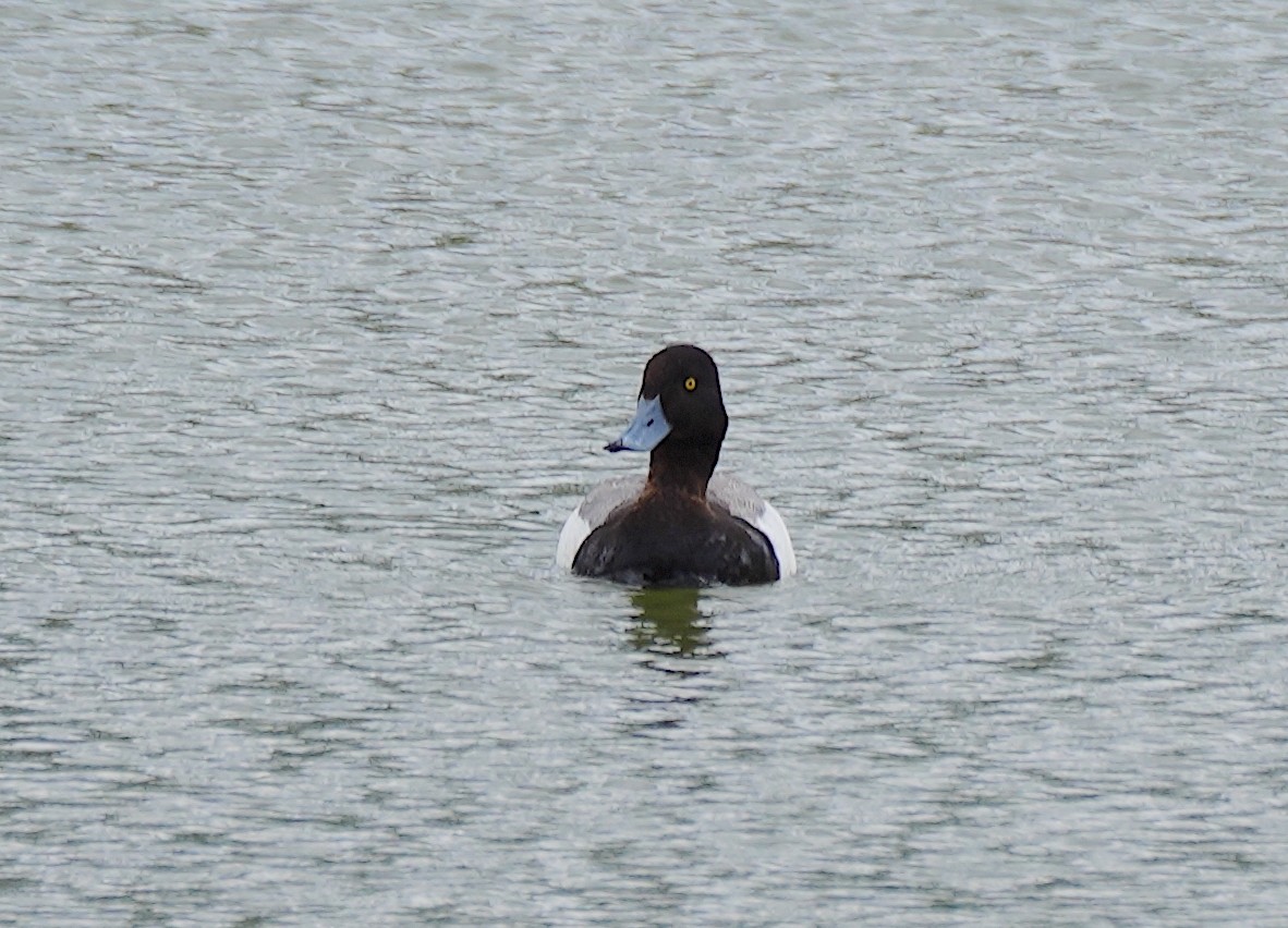 Greater Scaup - ML620302858
