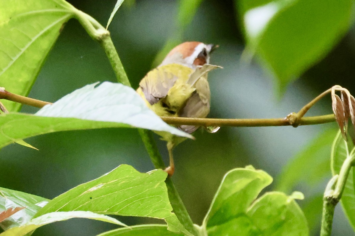 Chestnut-capped Warbler - ML620302860