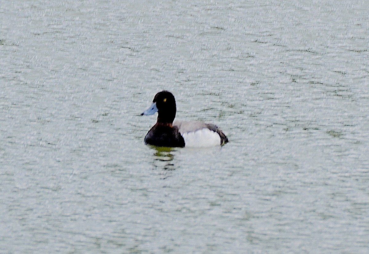 Greater Scaup - ML620302862