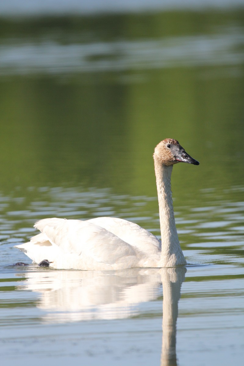 Trumpeter Swan - ML620302863