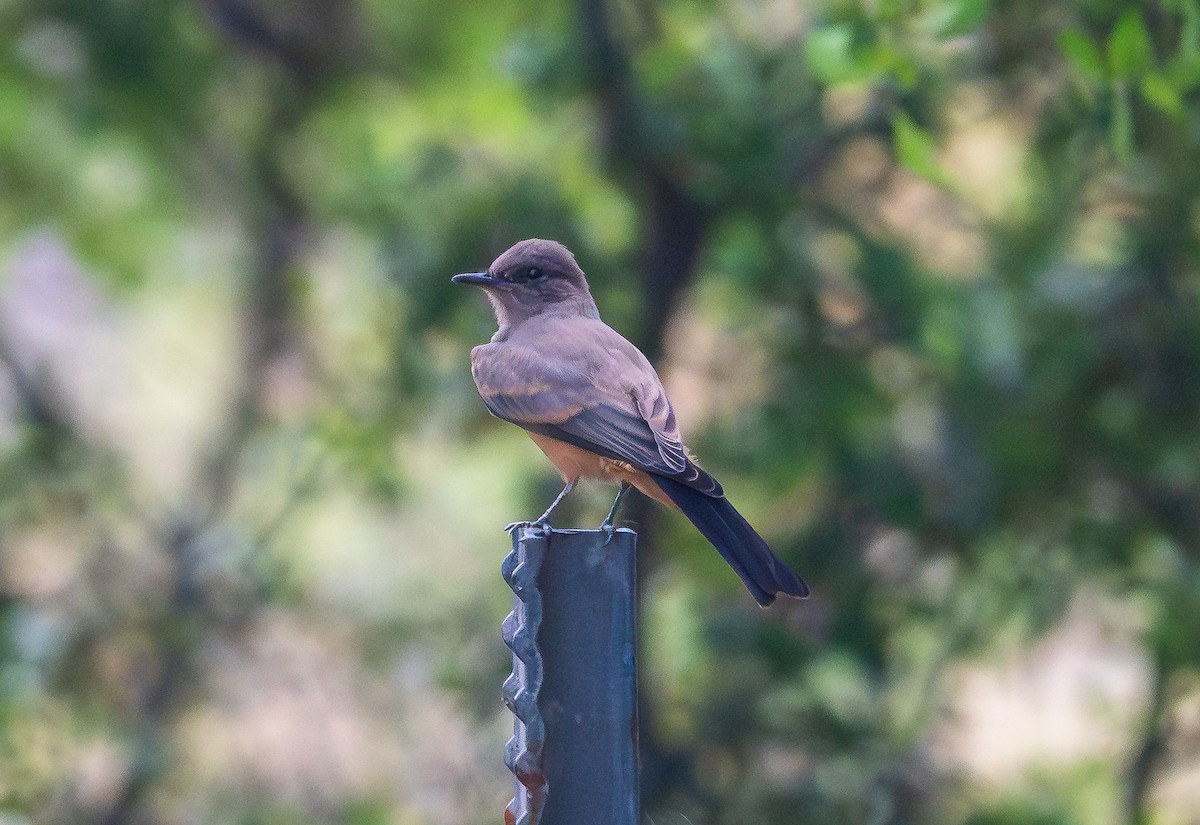 Vermilion Flycatcher - ML620302868