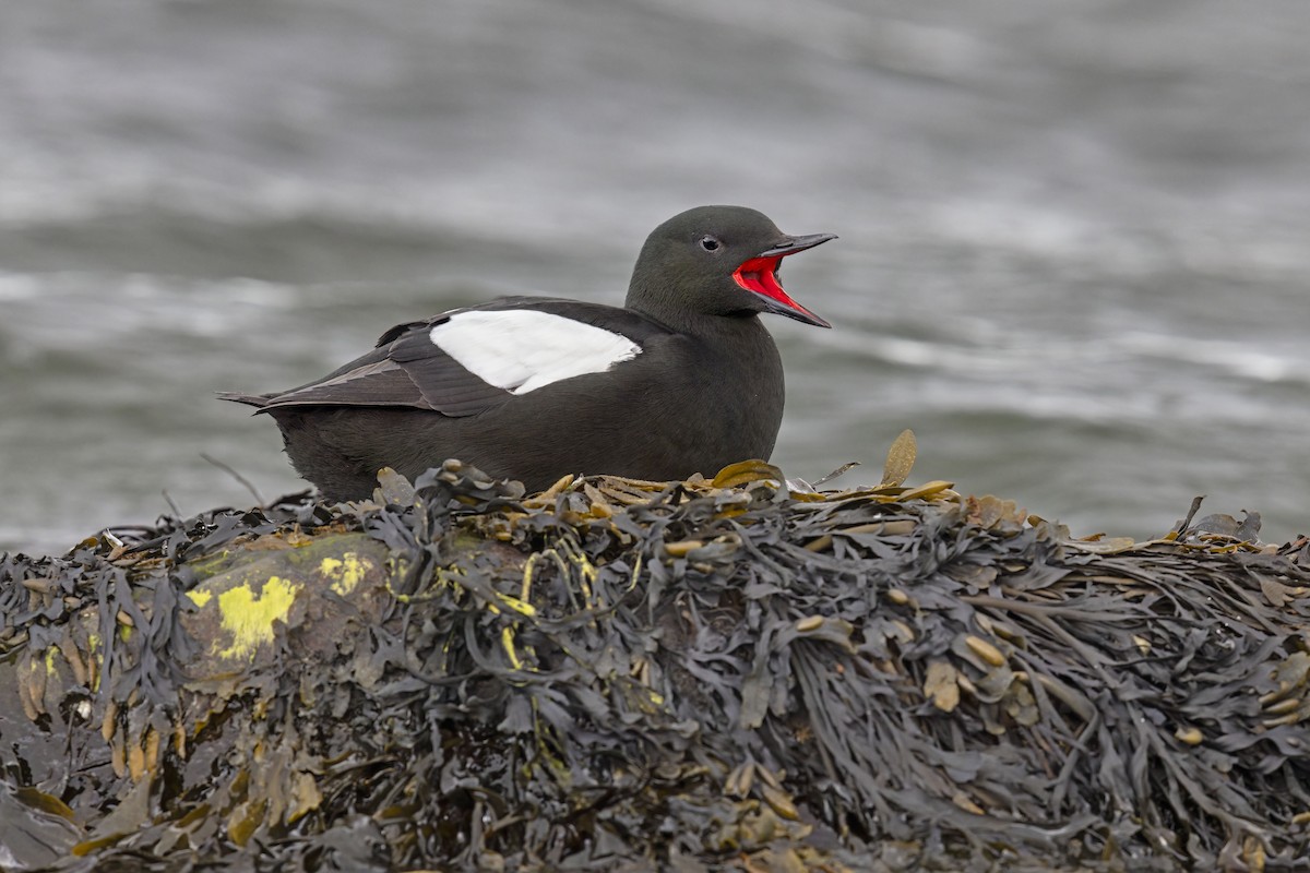 Black Guillemot - ML620302869