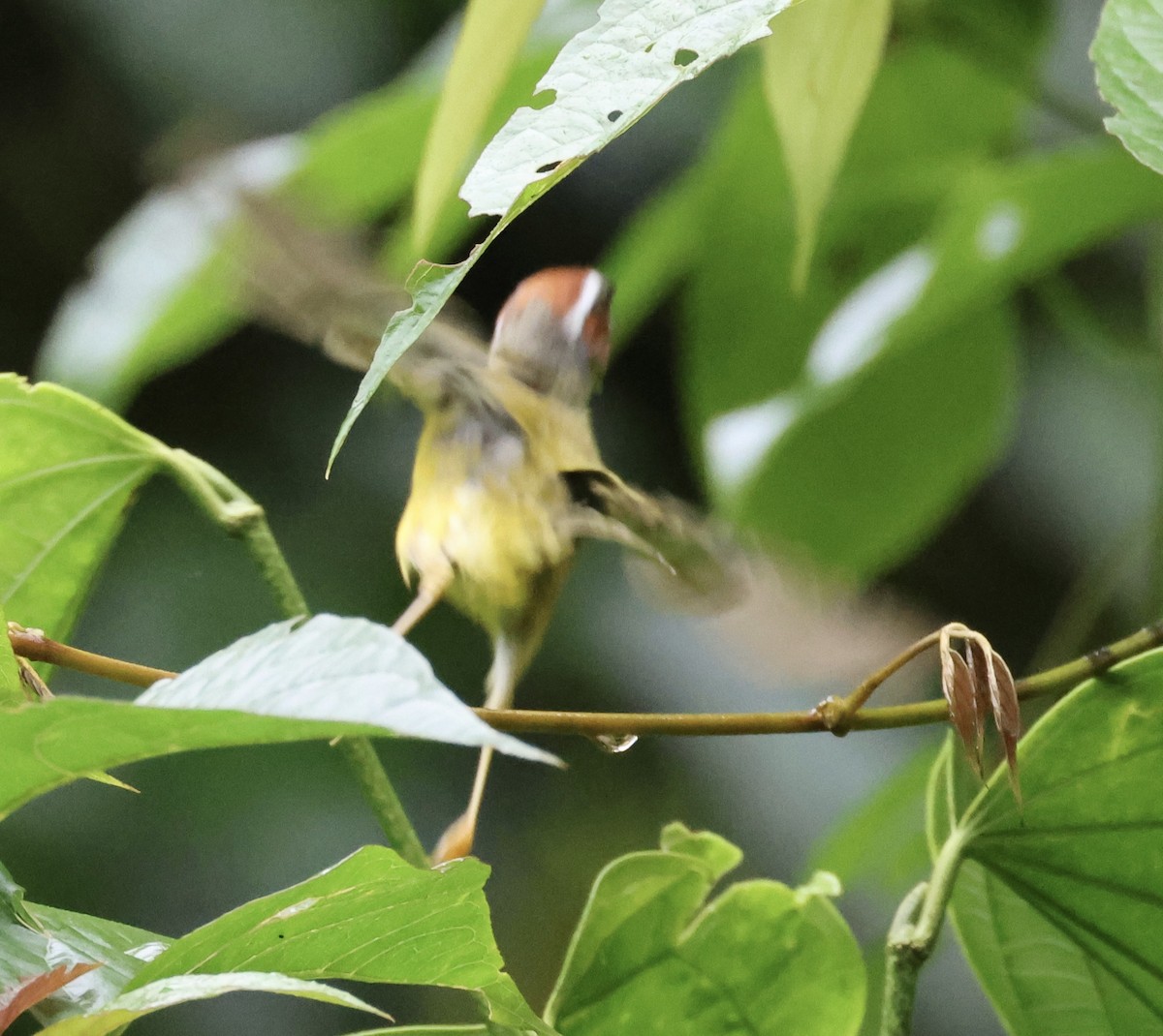 Chestnut-capped Warbler - ML620302874