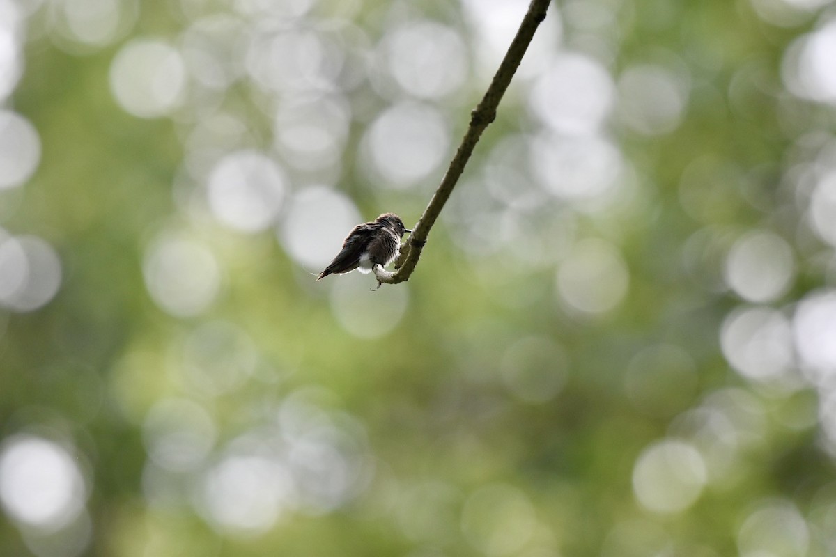 Yakut Boğazlı Kolibri - ML620302876