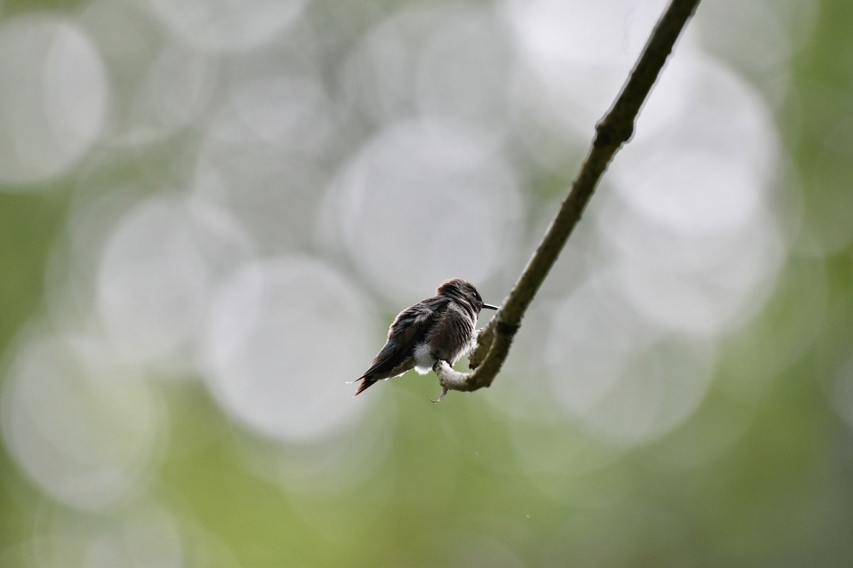 Colibrí Gorjirrubí - ML620302877