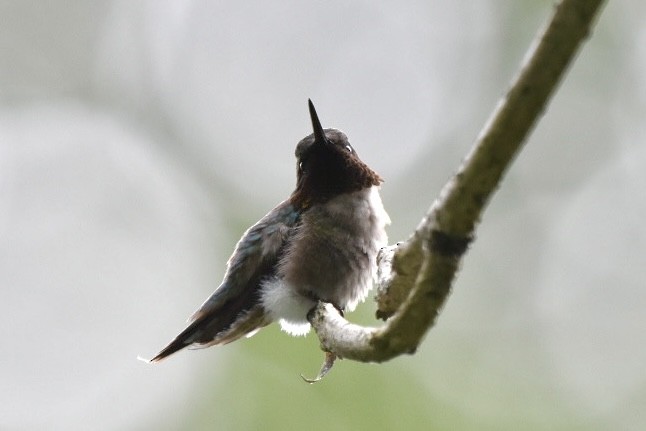 Ruby-throated Hummingbird - ML620302878