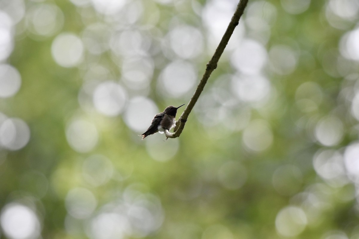 Ruby-throated Hummingbird - ML620302879