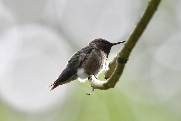 Ruby-throated Hummingbird - ML620302880