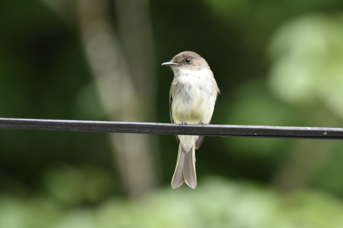 Eastern Phoebe - ML620302883