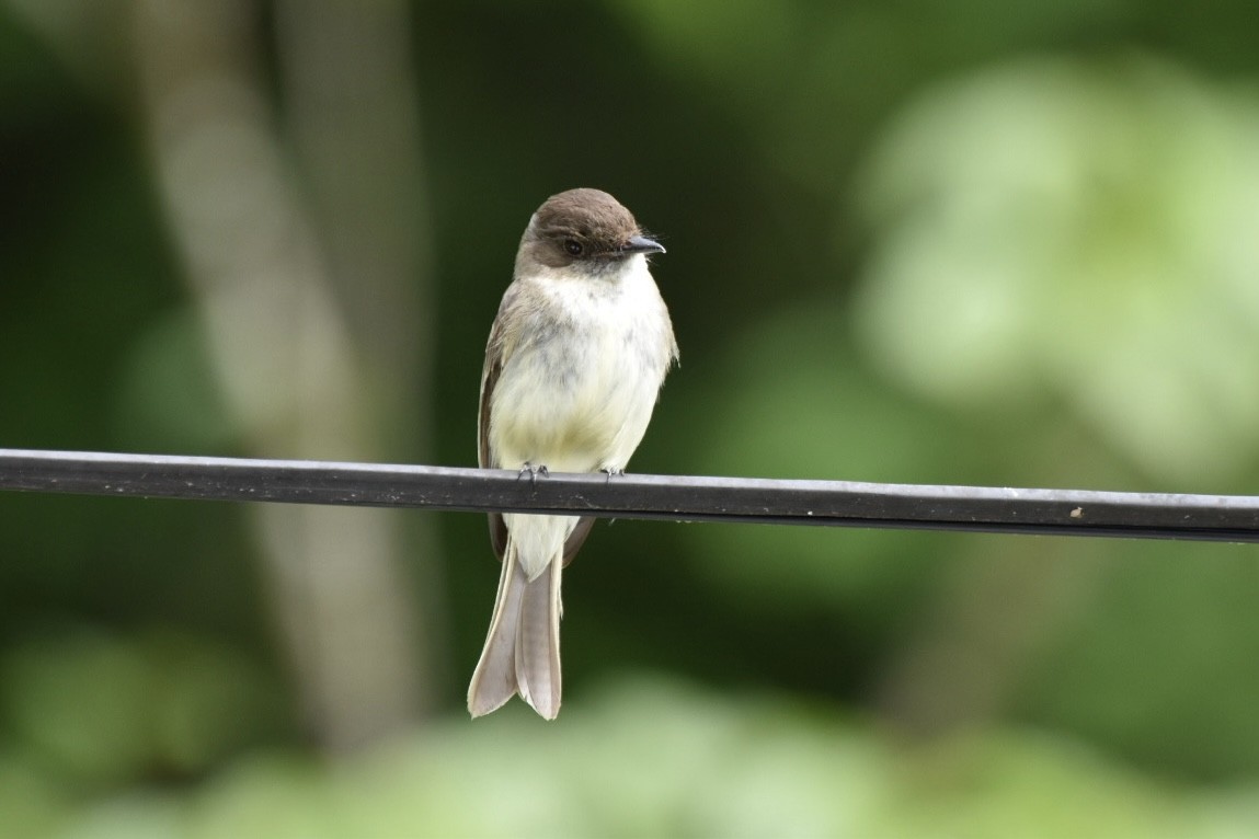 Eastern Phoebe - ML620302884