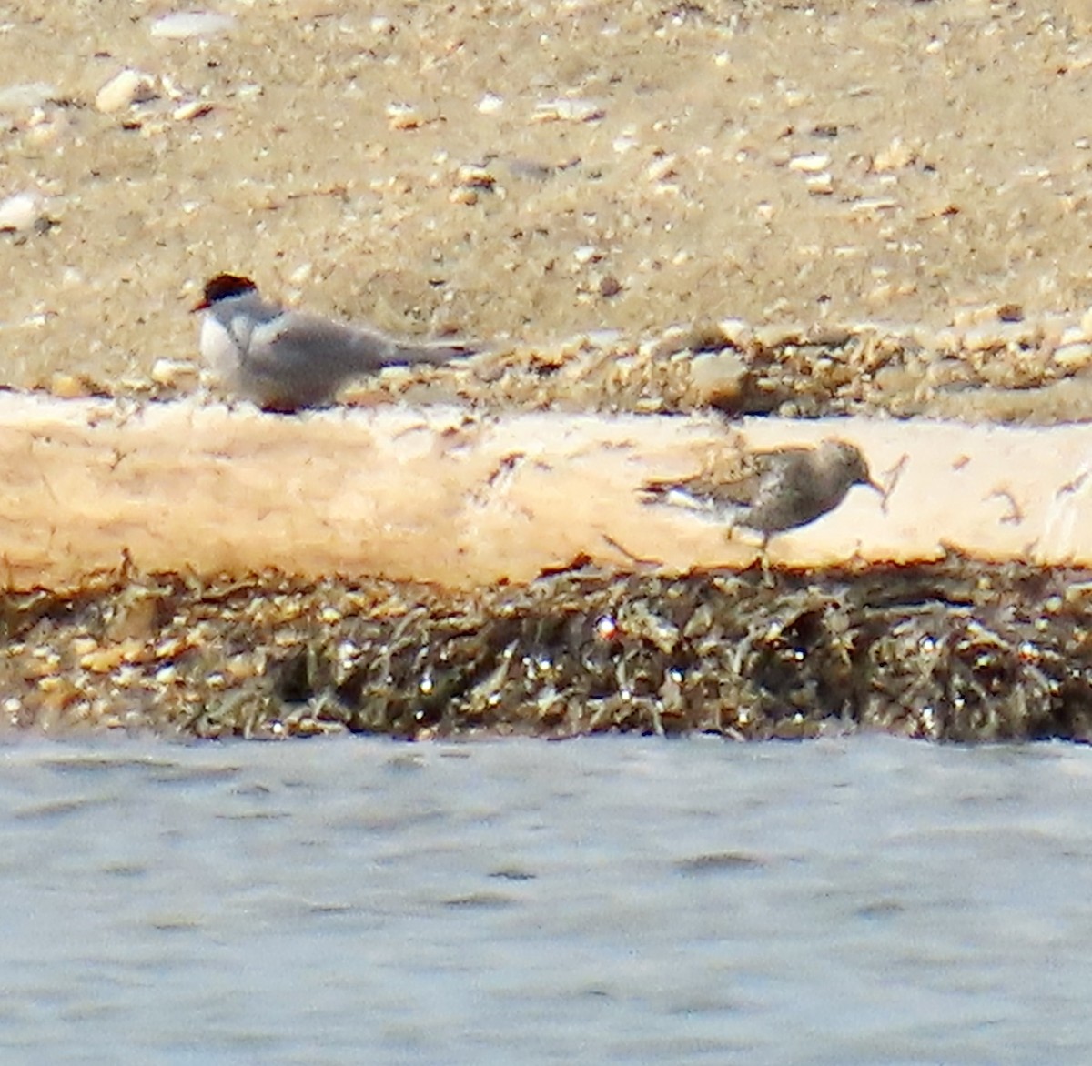 Surfbird - ML620302891