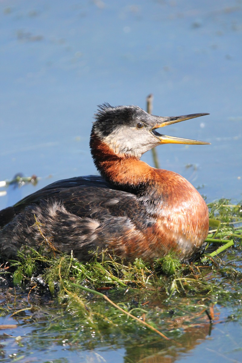 Red-necked Grebe - ML620302894