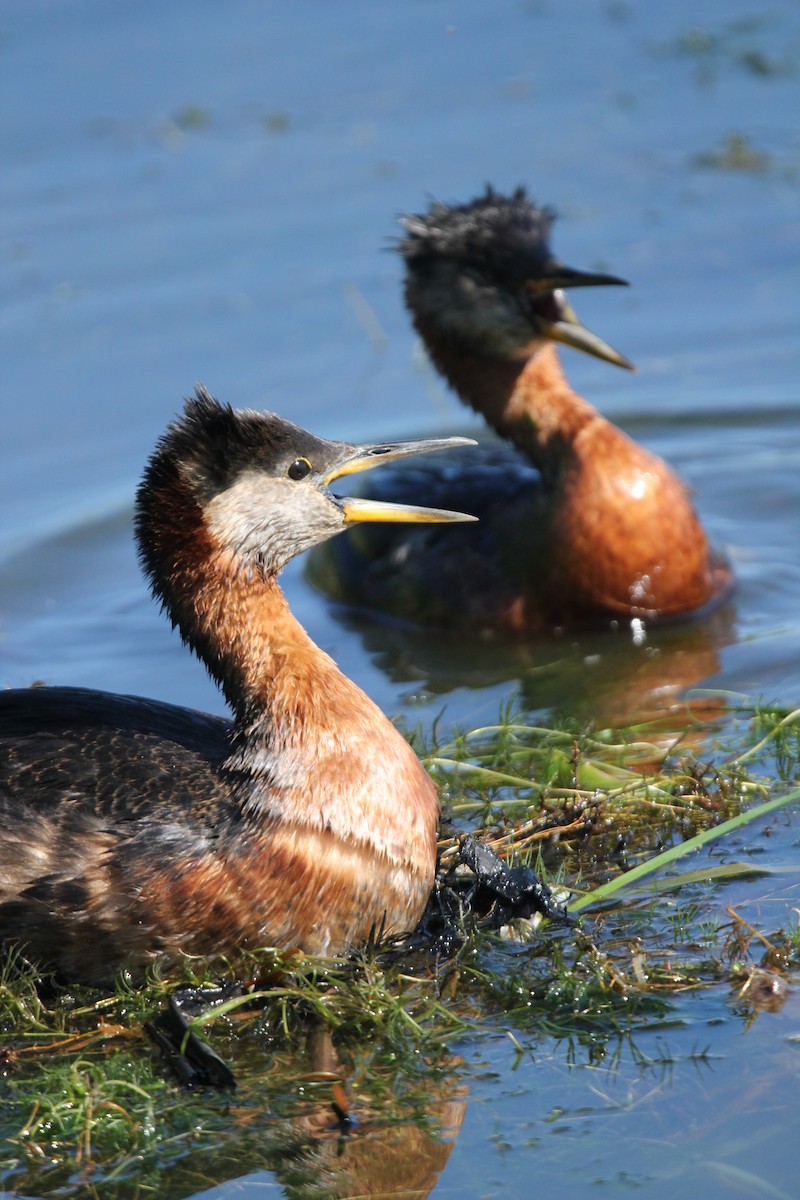 Red-necked Grebe - ML620302895