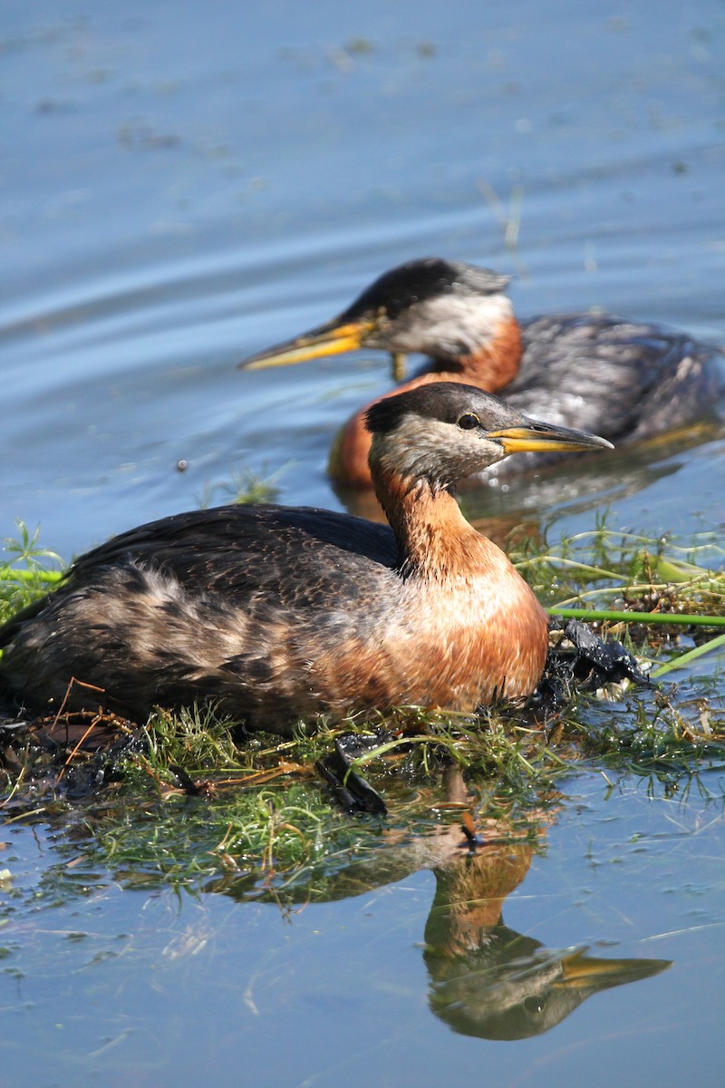 Red-necked Grebe - ML620302896