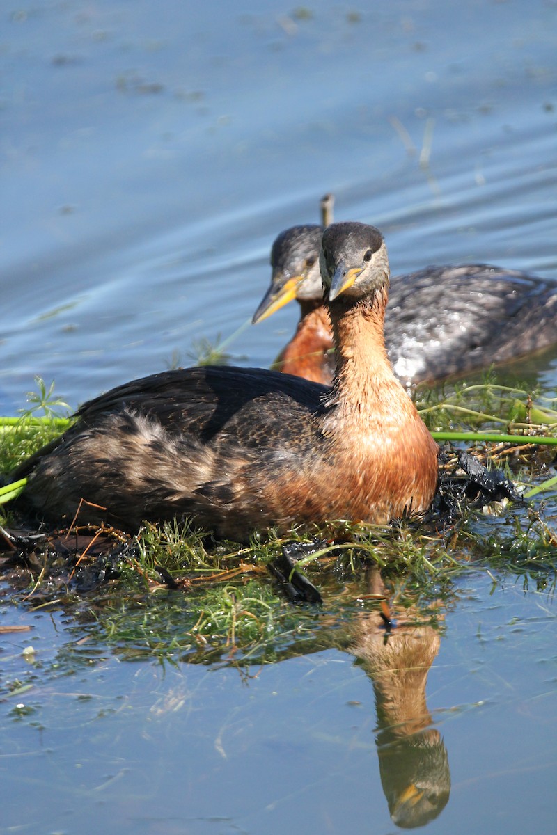 Red-necked Grebe - ML620302897