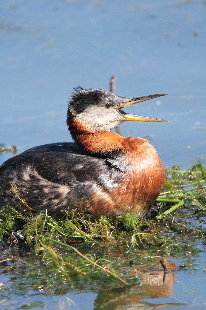 Red-necked Grebe - ML620302898