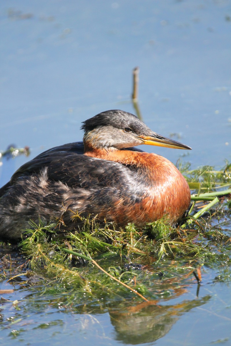 Red-necked Grebe - ML620302899