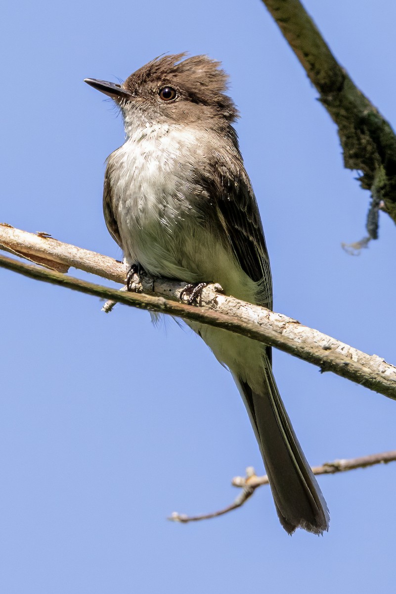 Eastern Phoebe - ML620302901