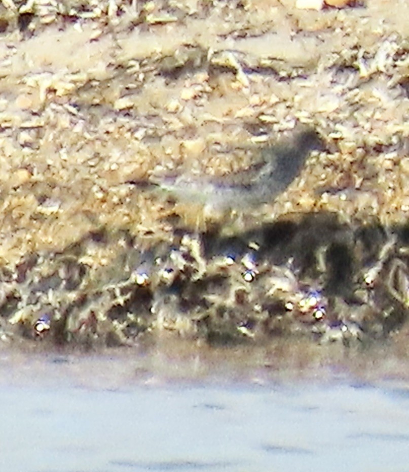 Surfbird - ML620302910