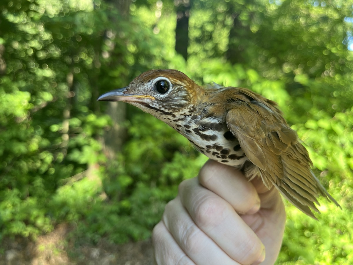 Wood Thrush - ML620302922