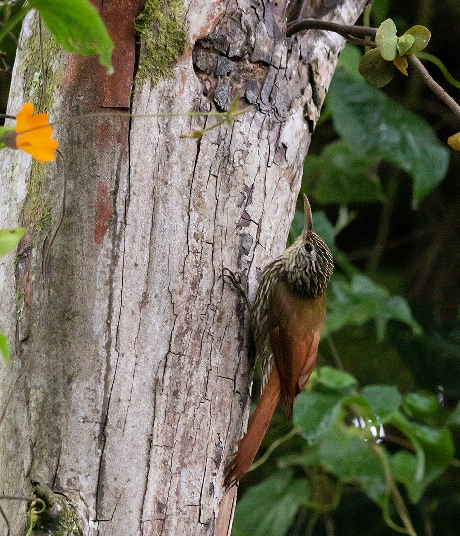 Streak-headed Woodcreeper - ML620302927