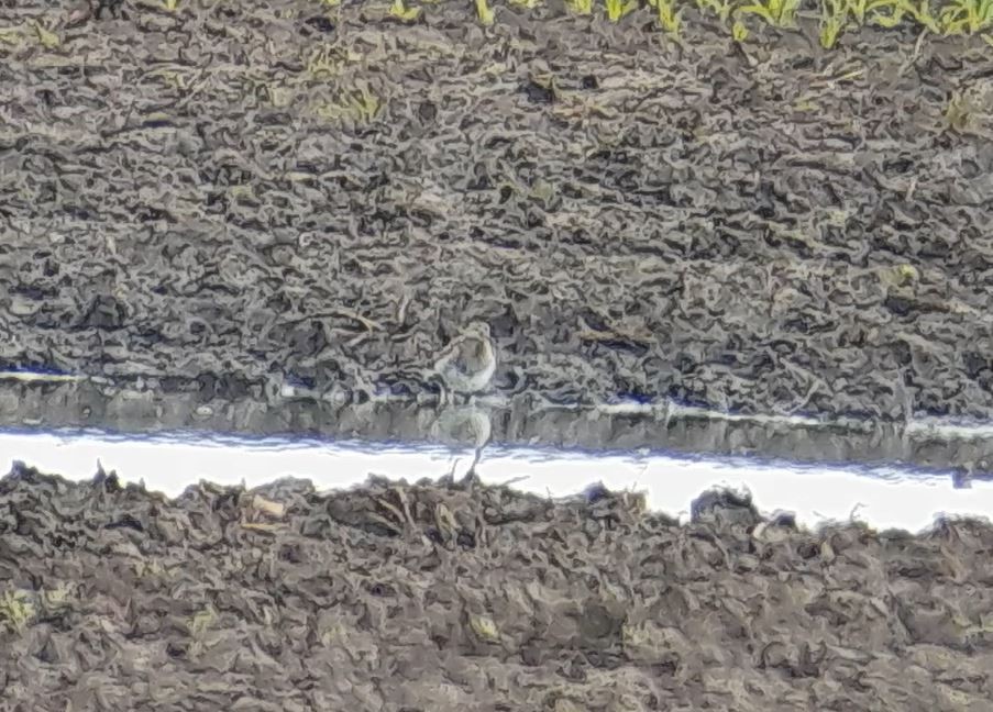 Pectoral Sandpiper - ML620302929