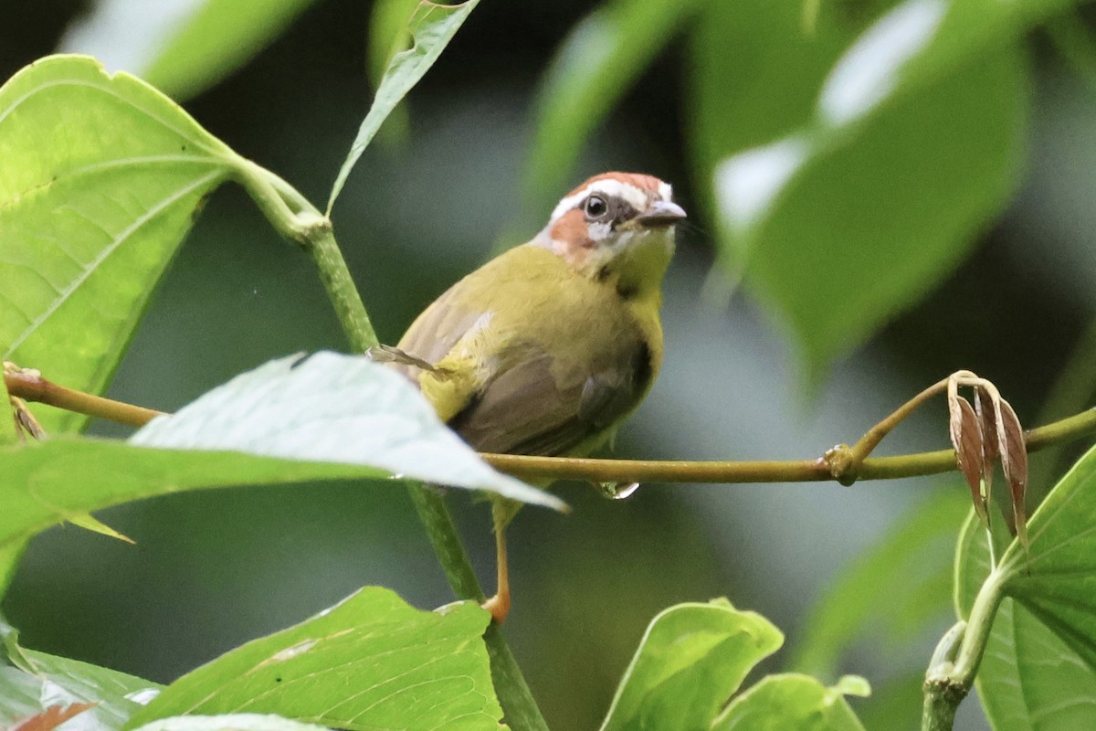 Chestnut-capped Warbler - ML620302930