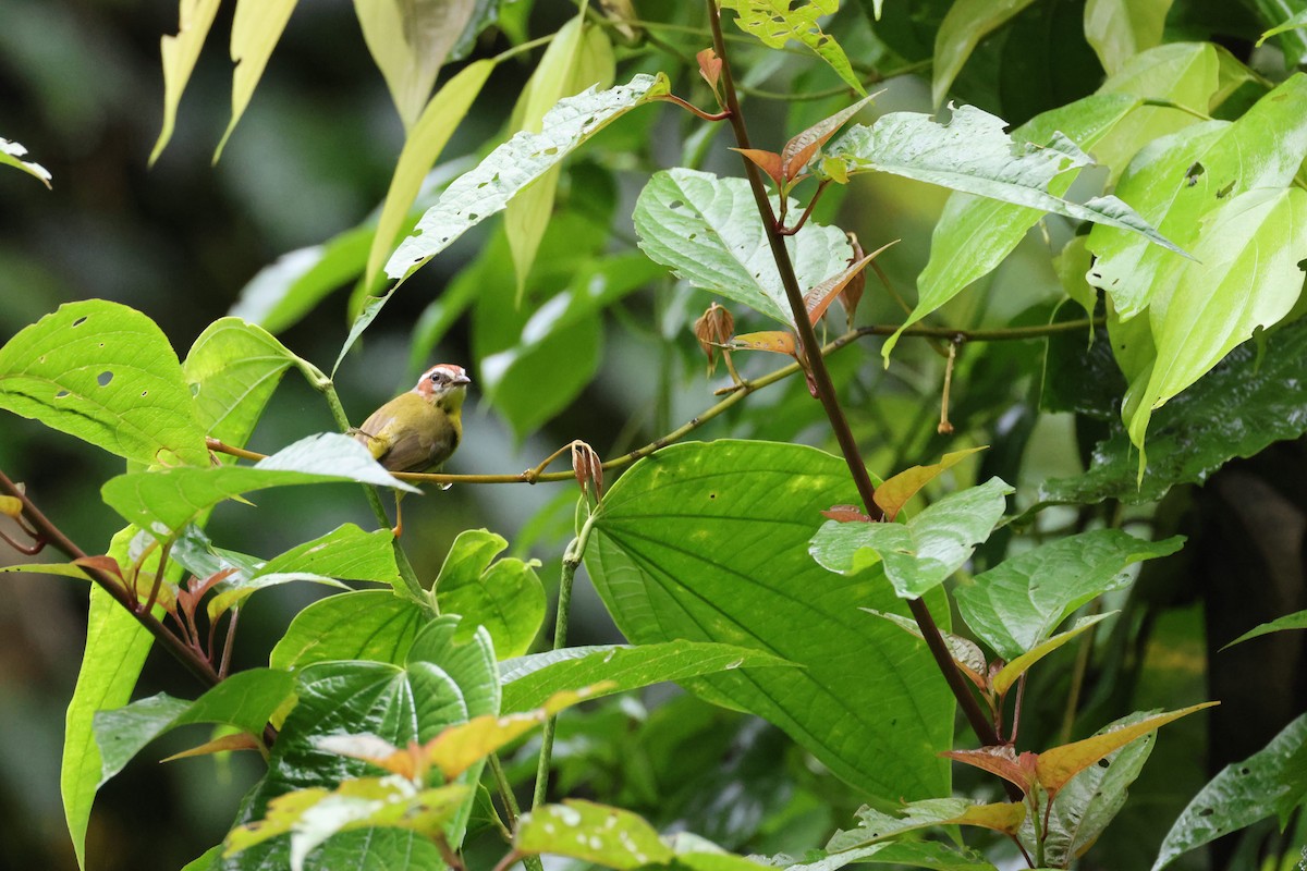 Chestnut-capped Warbler - ML620302933