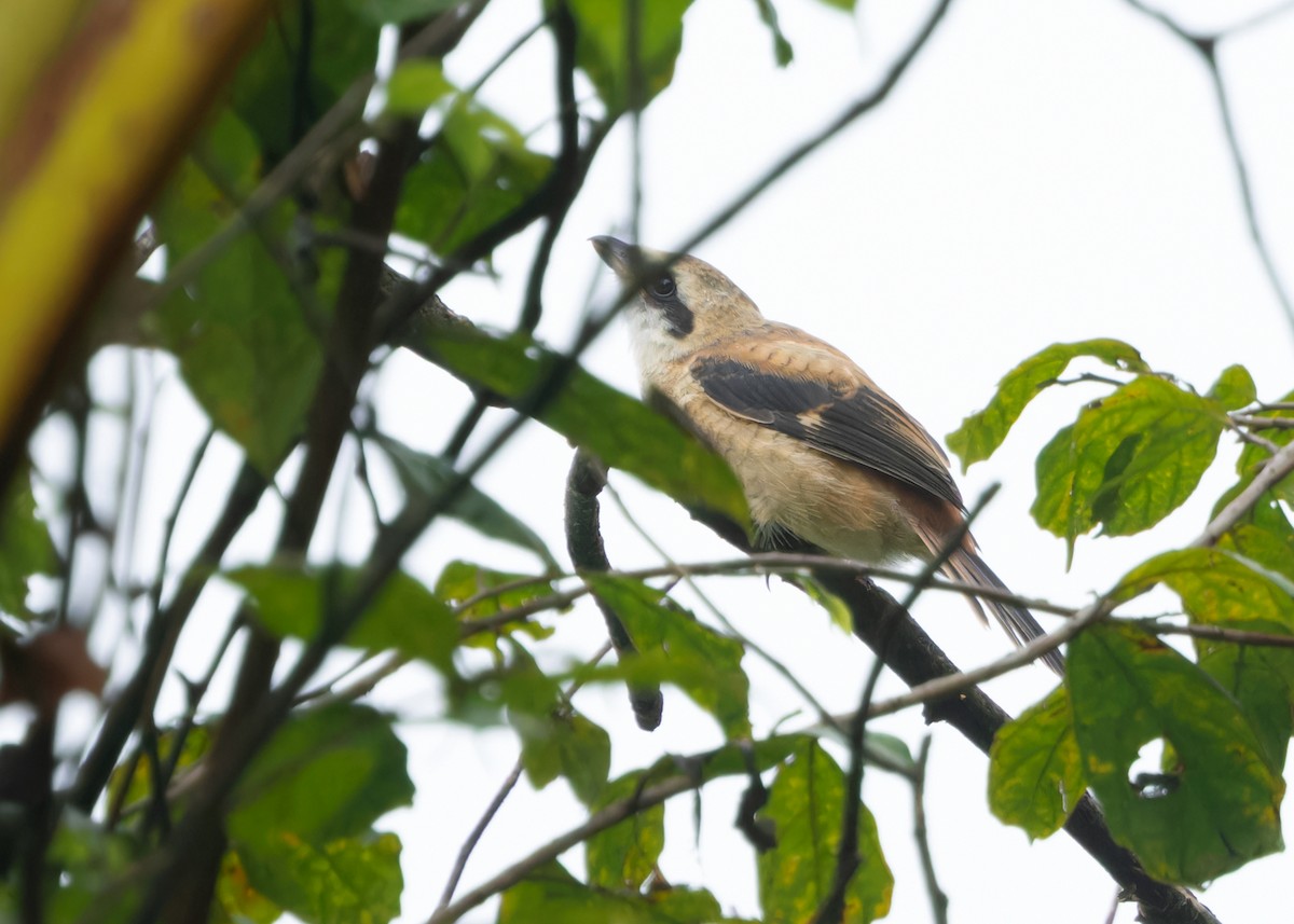 Long-tailed Shrike (tricolor/longicaudatus) - ML620302936