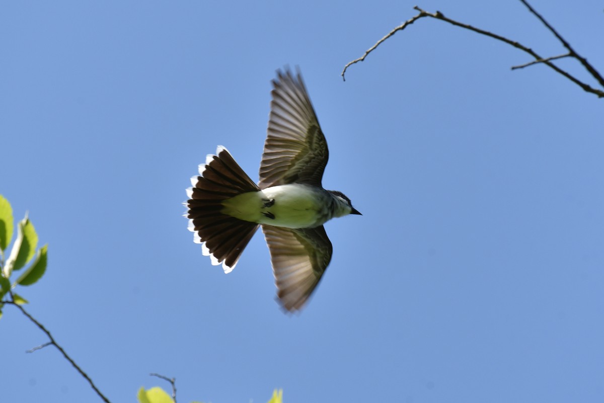 Eastern Kingbird - ML620302943