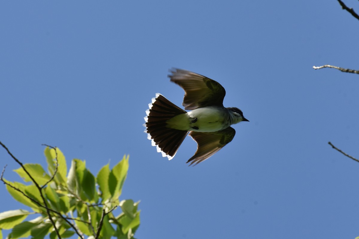 Eastern Kingbird - ML620302944