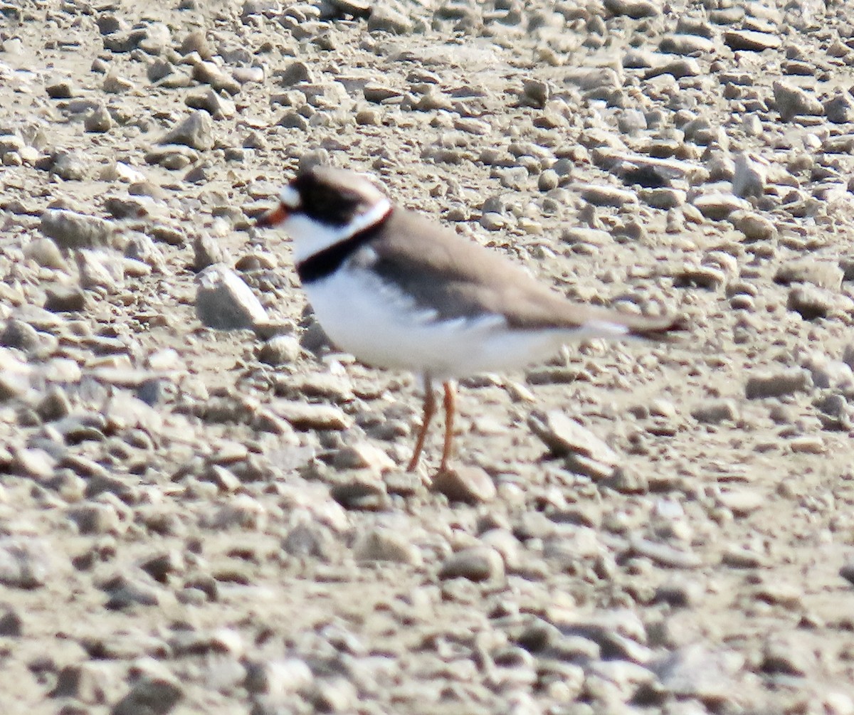 Semipalmated Plover - ML620302952