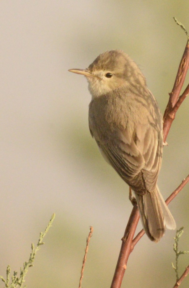 Eastern Olivaceous Warbler - ML620302953