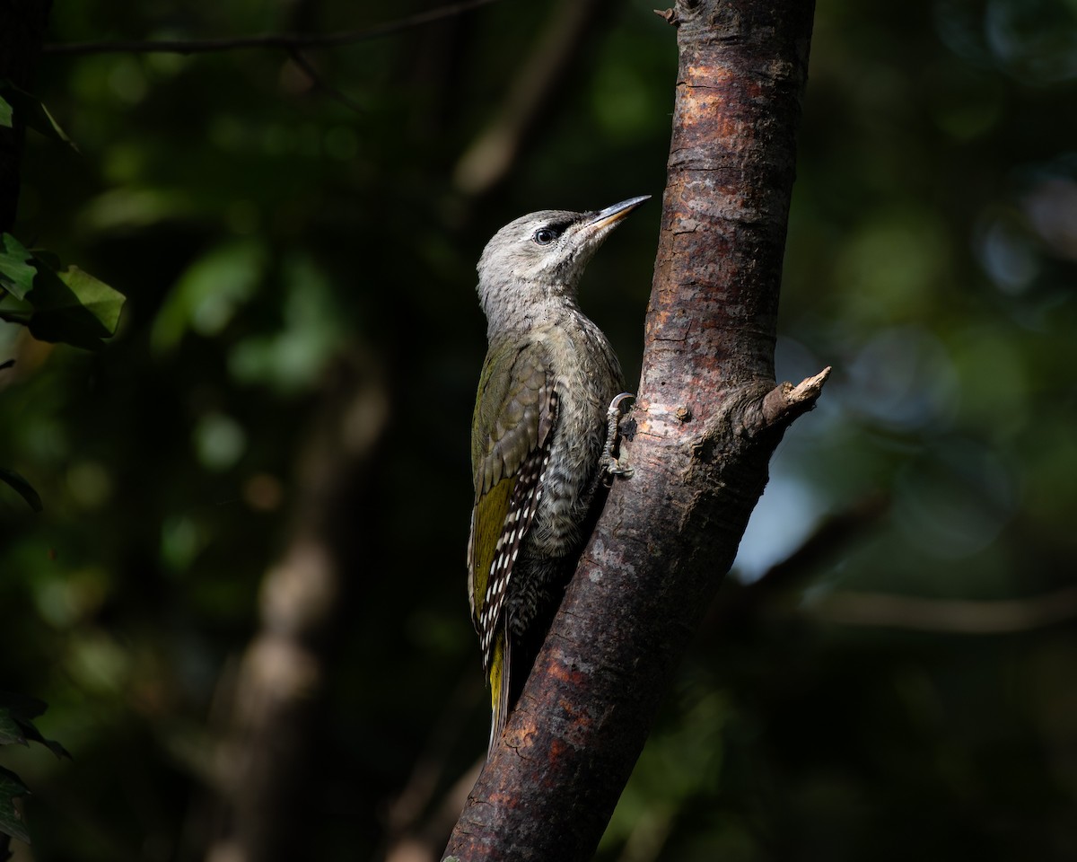 Gray-headed Woodpecker - ML620302956