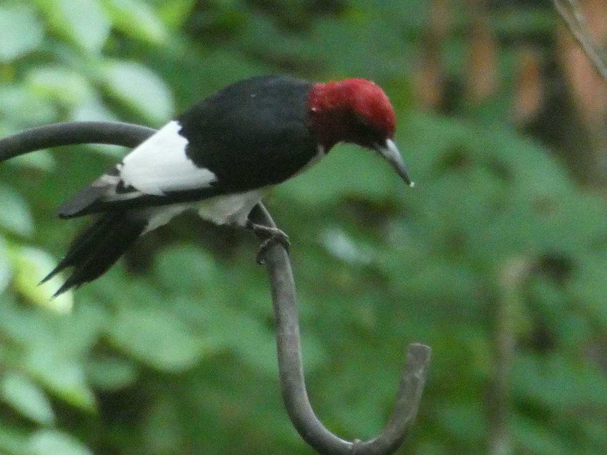 Red-headed Woodpecker - ML620302958